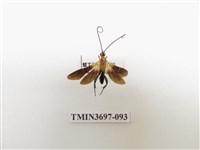 藏品(膜翅目(蜂))的圖片